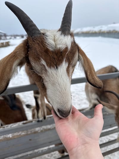 A domestic goat with brown and white patchy fur, long floppy ears, and dark, ridged horns is positioned in the foreground, extending its white-muzzled snout towards an outstretched, bare human hand. The hand, appearing with fair skin, is presented palm-upwards, suggesting an offering or gentle interaction. A grey metal barrier runs horizontally behind the interaction, separating the primary goat and hand from additional goats visible in the blurred background. The environment is outdoors, characterized by snow-covered ground and an overcast, light grey sky. Other goats, similar in coloration, are partially visible behind the barrier. The scene is located in Zaosinovo, Russia.