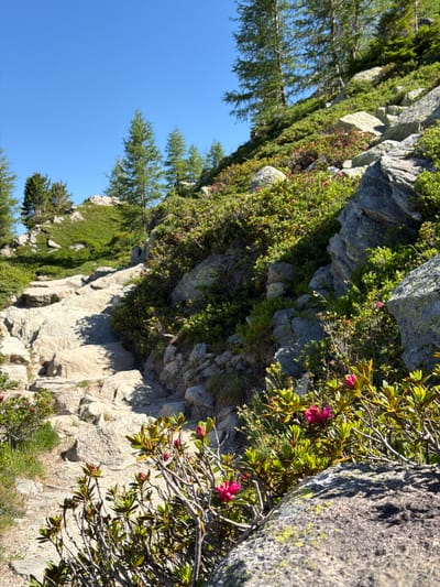 The image depicts a rocky mountainside covered in lush green vegetation and dotted with vibrant pink wildflowers. The scene is bathed in bright sunlight, suggesting a clear day, likely during the daytime. The perspective is tilted, giving a sense of looking up or down the steep incline.
The foreground features the intricate branches of a rhododendron bush with its waxy green leaves and delicate pink blossoms. Behind this, the rocky terrain is heavily overgrown with verdant plants, creating a wild and natural landscape. In the background, the clear blue sky dominates the upper portion of the frame, while more of the rocky mountainside and trees are visible on the left. The overall impression is one of natural beauty and a remote, mountainous environment. The location is identified as Chamonix-Mont-Blanc, France, a region known for its stunning alpine scenery. There is no visible text in the image.