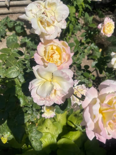 In Primorsko-Akhtarsk, Russia, a close-up, high-angle shot captures a cluster of pale pink and yellow roses bathed in sunlight. The roses, some fully bloomed and others still partially closed, are the central subjects, their delicate petals unfurling against a backdrop of lush green foliage and sandy soil. The image is a detailed botanical study, emphasizing the textures and subtle color variations of the flowers.