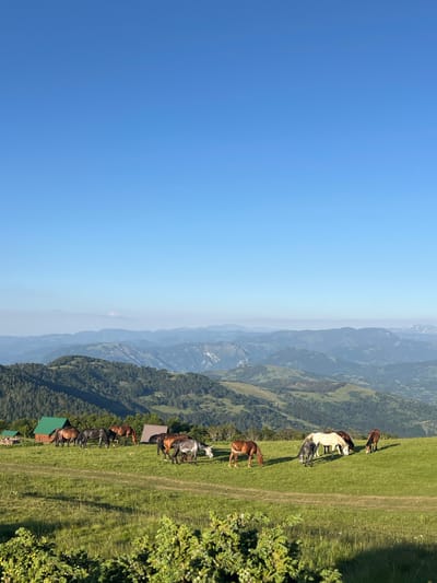 A herd of horses grazes on a grassy hillside in a mountainous region. Several horses are scattered across the meadow, some eating grass, while others stand near small buildings. The buildings are wooden with green roofs, and one appears to be a small cabin or shed. In the background, rolling hills covered in lush green trees recede into the distance, layered with mist and hazy blue mountains under a clear, bright blue sky. The overall scene suggests a serene, natural landscape, likely in a rural or remote area of Montenegro, given the mountainous terrain and architecture.