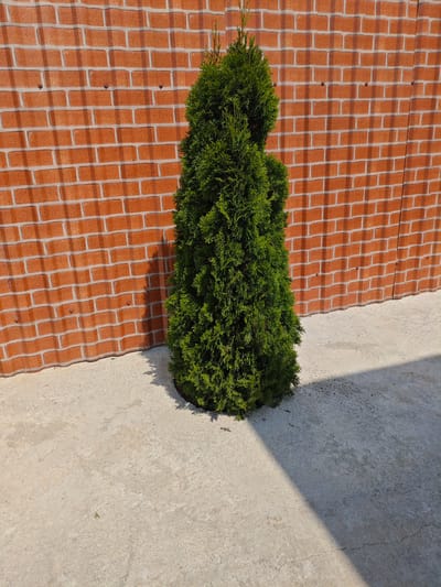 A medium shot captures a green evergreen tree planted in a black pot on a light-colored concrete ground. The tree is positioned in the foreground to the left of the image, its dense foliage forming a conical shape. Behind the tree, a brick wall with a corrugation pattern stretches across the background. The wall is made of orange bricks with grey mortar. Sunlight casts shadows across the scene, with a prominent diagonal shadow falling on the concrete from the right side of the image. The overall scene suggests an outdoor environment, possibly a yard or a garden area in the city of Sartichala, Georgia. No people or animals are visible in the image.