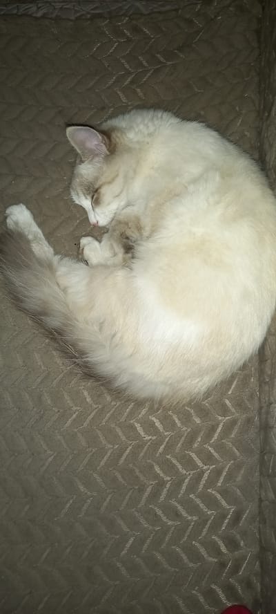 A fluffy white cat is curled up asleep on a textured brown couch. The cat's fur is cream-colored with some subtle darker markings on its face. Its eyes are closed, and its nose is pink. One of its paws is tucked near its face, and its tail is wrapped around its body. The couch has a repeating chevron pattern in a slightly lighter shade of brown. The lighting suggests it is daytime, and the environment appears to be indoors. The scene evokes a sense of peace and comfort, as the cat is deeply asleep. There is no visible text in the image.