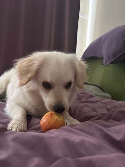 A light-colored dog with floppy ears lies on a purple blanket, its nose touching a red and yellow apple. The dog's eyes are dark and its fur appears soft. In the background, there are dark purple curtains and a glimpse of a window with light filtering through. There is also a green pillow and another purple pillow visible in the background. The scene appears to be indoors, likely a bedroom or living area. The location of Orivo, Russia is not determinable from the image.
