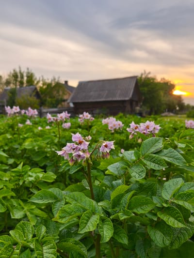 This is a close-up, low-angle photograph of potato plants with pale pink flowers in bloom. The plants are lush and green, with numerous leaves and clusters of blossoms. In the background, out of focus, are traditional wooden buildings with dark roofs, suggesting a rural setting. The sky above is overcast with hints of sunset colors, with a bright orange glow visible on the right horizon. The scene appears to be set in a village or countryside. The location is identified as Navadvórski sel'ski Savech, Belarus.