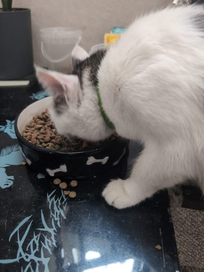A white and grey cat with a green collar is eating from a black bowl with white bone designs. The bowl is filled with brown and green cat food. The cat's paw is resting on the edge of the bowl. The bowl is on a black surface decorated with light blue designs. A partially visible white object is behind the bowl. There is no evidence of the location in the city of Жаңа Қуат, Kazakhstan in the image.