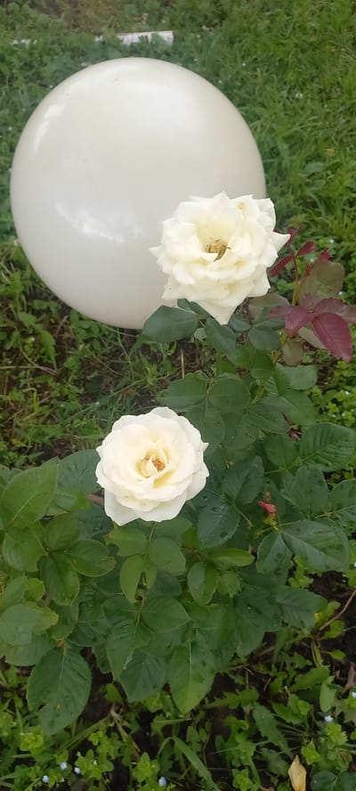 In a grassy area in the village of Idrisovo, Russia, a white spherical garden ornament sits behind a rose bush. Two white roses are in bloom, their petals layered and tinged with yellow at the center. The rose bush has green leaves and some darker red leaves on one stem. Small blue wildflowers are scattered on the ground amongst the grass.