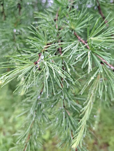 The image displays a close-up view of pine needles covered in water droplets. The needles are a vibrant green, with some appearing slightly lighter towards their tips. The water droplets are scattered across the needles, reflecting the ambient light and creating small, circular highlights. The background is a soft blur of green, suggesting a natural, outdoor environment. The image appears to have been taken in Svobodny, Russia, though no specific landmarks are visible. The scene is peaceful and tranquil, evoking a sense of natural beauty after a rain shower.