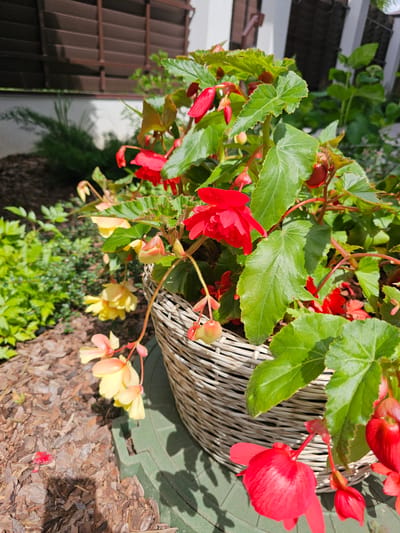 A close-up, top-down shot showcases vibrant red and yellow begonia flowers blooming from a wicker basket. The lush green leaves of the plants are interspersed with the colorful blossoms, some of which are fully open while others are still in bud. The basket appears to be made of natural, woven material and is set against a textured green surface and a bed of wood chips. In the background, a brown metal structure, possibly a fence or siding, is visible, along with a white wall. The lighting suggests a bright, sunny day, casting shadows on the ground and highlighting the flowers. The overall scene evokes a sense of a well-maintained garden or patio area, likely outdoors. The image captures the beauty of nature in bloom, with a focus on the textures and colors of the flowers and their surroundings. There is no visible text in the image.