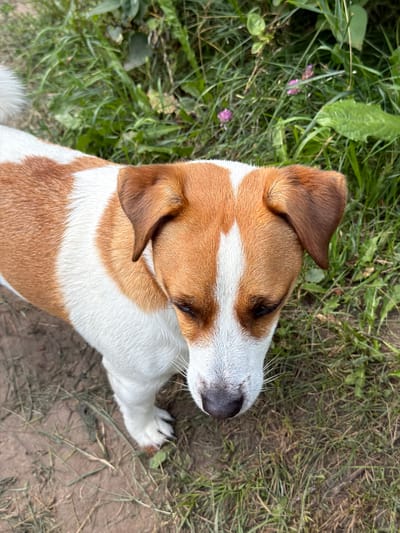 The image shows a Jack Russell Terrier dog from a high-angle perspective, standing on a patch of dirt and grass. The dog has brown and white markings on its fur. Its head is lowered, and it appears to be looking down. The background consists of green grass and some small pink flowers. There are no people or any other discernible objects in the image. The setting does not provide any specific indicators of its location within the city of Sylva, Russia.