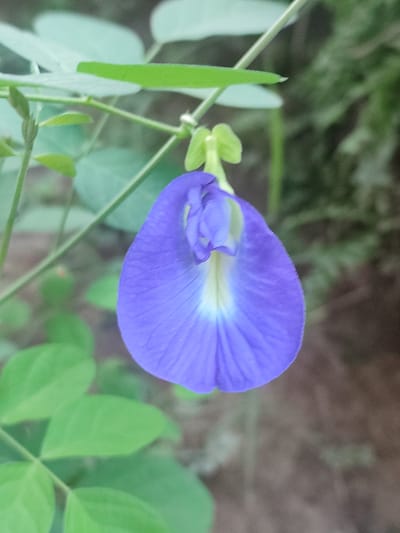 A close-up, eye-level shot captures a vibrant purple butterfly pea flower (Clitoria ternatea) in bloom. The flower's petals are a deep, rich purple, with a lighter, almost white center where the veins are visible. The bloom is gently hanging from a thin, green stem, surrounded by out-of-focus green leaves and a blurred background that suggests a natural environment, likely outdoors. The lighting appears soft and natural, highlighting the delicate textures of the flower. The image's focus is entirely on the flower, creating a sense of intimacy with the subject. Based on the context provided, this image was taken in the city of Blang Cut, Indonesia.
