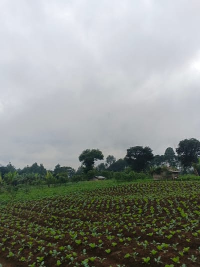 A field of young leafy crops dominates the foreground under a heavy, overcast sky. Beyond the field, a line of trees and shrubs mixes with glimpses of small, simple structures. The vegetation varies from broad-leafed plants to evergreens. The sky occupies a significant portion of the image, contributing to the overall somber and grey tone. The scene suggests a rural or agricultural setting.