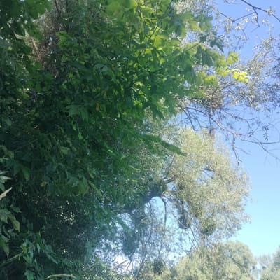 The image captures a dense canopy of green foliage against a clear, pale blue sky. The perspective is looking upwards, emphasizing the branches and leaves of multiple trees. On the left side, a large tree with broad, dark green leaves dominates the frame, its branches reaching upwards and obscuring much of the sky. To the right and slightly behind, another tree with lighter, feathery foliage, appears more sparse, allowing more sky to be visible. The branches of this second tree are thinner and more tangled. The sunlight filters through the leaves, creating areas of bright illumination and deeper shadow. No people or specific landmarks are visible. The overall impression is of a natural environment, likely a park or wooded area within the city of Sheptytskyi, Ukraine, given the context provided.