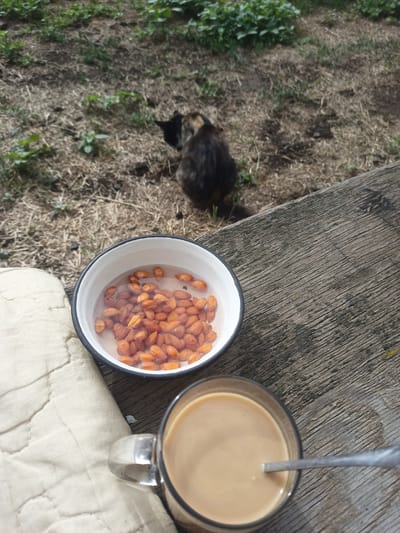 An outdoor scene features a cat in the background, partially obscured by dry grass and sparse greenery. In the foreground, a white bowl filled with water and almonds sits on a rustic wooden surface. Adjacent to the bowl is a clear glass mug containing a light brown liquid, likely coffee with cream, with a metal spoon resting inside. A quilted fabric, possibly a cushion or blanket, is visible to the left of the bowl. The overall setting appears to be a casual outdoor area, possibly a yard or a park in Ryabichev, Russia.