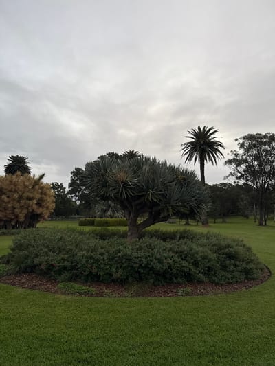 This is a vertical, eye-level, full-shot photograph of a garden on an overcast day. In the foreground, to the right, is a neatly manicured lawn. Adjacent to the lawn, a curved bed of dark brown mulch is visible, bordered by a low, dense green hedge. Beyond this hedge, a lush green garden bed with small red flowers is also present.

Further into the garden, a large, spiky, grey-green plant with a thick trunk dominates the mid-ground. To its left, a tall palm tree with a segmented trunk and a full crown of fronds is partially visible against the cloudy sky. Behind these plants, a series of trees with dense foliage line the background, with more lawn visible in between. The sky is a uniform, light gray, suggesting a cloudy or overcast day. The overall impression is one of a well-maintained park or garden.

The image was taken in Potts Point, Australia. There is no visible text in the image.