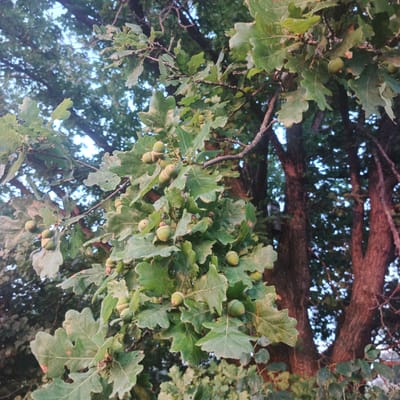 This is a close-up, eye-level photograph of an oak tree branch bearing green acorns, set against a backdrop of other foliage and the blurred trunks of mature trees. The lighting suggests it may be late afternoon or early evening, with some dappled light filtering through the leaves. The image captures the natural abundance of the oak tree in what is likely a rural or park setting, possibly Novyi Burtiuk, Russia, given the context. There are no people or animals present in the frame. The focus is on the detail of the leaves and the developing acorns, with the background intentionally softened to draw attention to the foreground subjects.