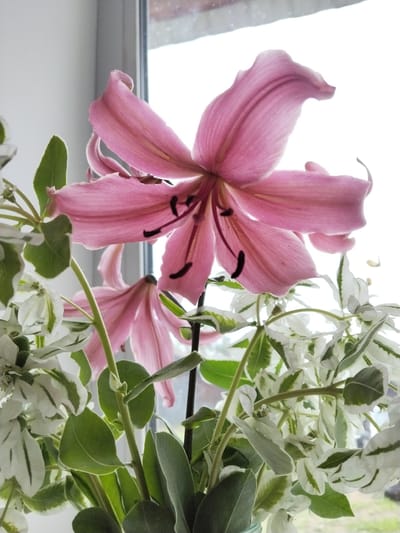 A close-up shot showcases a vibrant pink lily with prominent stamens, its petals delicately unfurling. The lily is positioned in the foreground, slightly off-center, with its bloom reaching towards the upper right of the frame. Behind it, a cluster of white and green foliage, possibly a decorative plant, creates a soft, blurred backdrop. The scene is illuminated by natural light filtering through a window, which is partially visible as a bright, washed-out area in the upper portion of the image. The overall impression is one of natural beauty and tranquility, suggesting the lily is part of a floral arrangement indoors, possibly near a window. There is no indication of the city of Зелёное, Russia, or any urban environment.