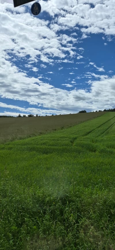 This media file captures a bright, daytime scene of a grassy field under a blue sky dotted with fluffy white clouds. The image is oriented vertically, with the sky occupying the left side and the field stretching across the right. The field appears to be a cultivated crop, possibly wheat or barley, showing lines of growth and different shades of green. A strip of drier, lighter colored land is visible between the sky and the green field, suggesting a boundary or a different type of vegetation. Along the far edge of the field, a line of dark trees can be seen, hinting at a wooded area.

On the left side of the image, a dark, circular object with a yellow symbol is partially visible at the bottom left corner. This appears to be a sticker or label on a surface, possibly a vehicle window, as a dark angled edge is also visible. The overall impression is one of a rural landscape on a clear day, likely during the growing season. The lighting suggests it is midday. There is no discernible text in the image. The location context is Biri, Norway, which aligns with the verdant, agricultural scenery.