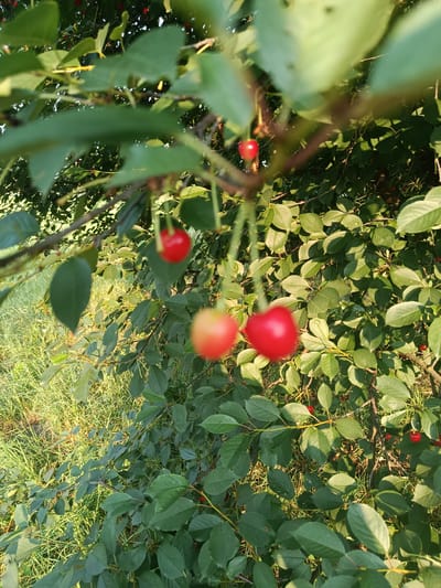 The image captures a close-up view of a cherry tree with ripe cherries, set against a backdrop of green foliage and sunlit grass. The cherries, some bright red and others with a pinkish hue, hang from thin stems amidst the leaves. The foreground is dominated by the leaves and branches of the tree, with some branches casting shadows. The background shows a patch of green grass illuminated by sunlight, suggesting an outdoor setting. The image does not contain any people or specific landmarks that would indicate its location within Starokostiantyniv, Ukraine. The scene depicts a natural environment in a rural or suburban area.