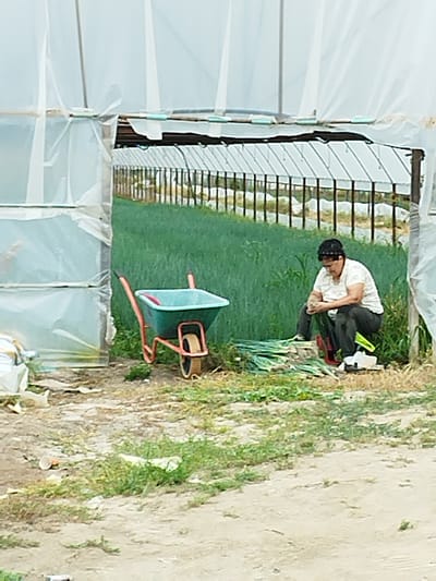 The image depicts an outdoor agricultural setting, likely a greenhouse, with a person crouching amidst harvested vegetables. The greenhouse structure is visible in the background, with transparent sheeting covering a framework of poles. In the foreground, a turquoise wheelbarrow with orange handles sits on a dirt and gravel path. To the right of the wheelbarrow, a person wearing a white t-shirt and dark pants is seated on the ground, appearing to be sorting or processing a pile of green vegetables, possibly leeks or onions. The ground is a mixture of soil, gravel, and sparse vegetation. The overall impression is one of manual labor in an agricultural environment. The location is identified as Dobra, Romania.