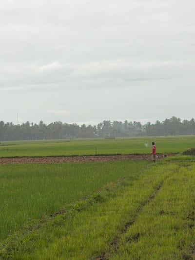 The scene depicts an open agricultural landscape in Keudekarieng, Indonesia, under a uniformly overcast sky. The foreground and midground feature multiple rectangular sections of cultivated land, primarily consisting of vibrant green vegetation, likely young crops such as rice, interspersed with areas of tilled brown earth. A narrow, worn path with visible tracks traverses the green field from the lower right toward the mid-center.

One individual is present in the mid-right of the image, standing at the edge of a green field, facing to the left of the frame. The person is wearing a red short-sleeved shirt and light-colored shorts or trousers. A distinct plume of white smoke or vapor is visible rising near their head, suggesting they may be smoking. A light-colored object is partially visible hanging near the individual's left hip.

In the background, a dense, horizontal line of numerous palm trees extends across the entire width of the horizon, forming a natural boundary for the fields. A faint, slender structure, possibly a tower, is barely discernible on the far left within the distant tree line. The atmosphere in the far distance above the trees appears hazy. A dark, upright stake is planted in the green field in the mid-left. A dark mound of material is situated behind the individual on the right.