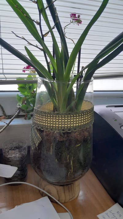 The image shows an orchid plant in a clear glass vase, decorated with a woven green and gold ribbon. The vase sits on a wooden base on a wooden desk. To the left of the vase is a clear plastic bottle filled with soil and debris. In the background, a window with blinds is visible. The scene is an indoor setting, likely a home or office. There are no people or specific actions captured in the image. The location is described as Dalbok Dol, Bulgaria, though no visual elements in the image directly confirm this location.