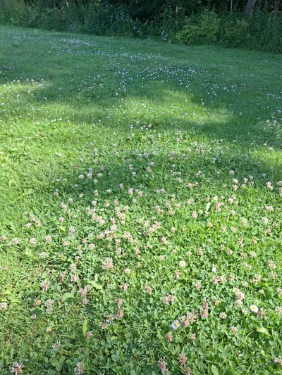 The image shows a sun-dappled meadow dotted with small white and pink clover flowers. The grass is green and lush, with some taller weeds and trees visible in the background. The scene is peaceful and natural, suggesting a rural or park-like setting. The location is identified as Неманіцкі сельскі Савет, Belarus. No people or animals are present in the image.