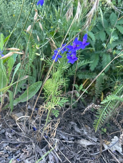 This image depicts a close-up, low-angle view of wild blue flowers, likely larkspur, growing in a dense, natural environment. The flowers, a vibrant violet-blue, are clustered on delicate stems amidst a variety of green foliage and dried grasses. Some of the blue flowers are in full bloom, while others are still in bud. The foreground is dominated by dry leaves, twigs, and dark soil, suggesting a natural setting. The background is a blur of green, indicating a wooded or overgrown area. There are no people or man-made objects visible in the frame. The scene is consistent with a natural landscape in a rural or park area. While the provided information states the location is in Malyi Trostianets, Ukraine, there are no specific landmarks or clues within the image to corroborate this without external knowledge. The focus is entirely on the flora, showcasing the textures and colors of the wild plants.