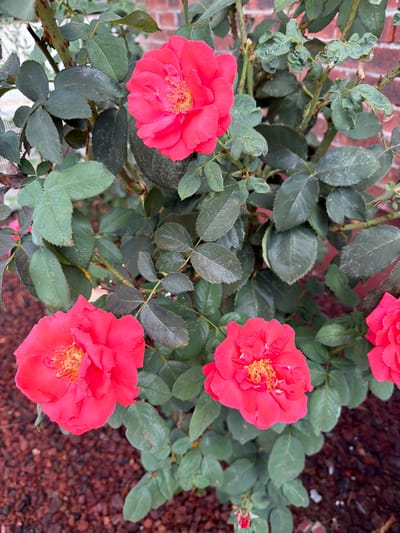 A cluster of vibrant pink roses with visible yellow stamen bloom on a rose bush. The bush has dark green, serrated leaves, some appearing slightly dusty or weathered. Thorny stems are visible, indicating the typical growth of a rose plant. In the background, a brick wall can be partially seen, suggesting an outdoor setting. The ground beneath the bush is covered with small, dark red mulching stones. The image was captured in Gedera, Israel.