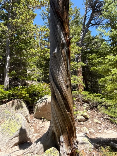 A thick, twisted, dead tree trunk stands prominently in the foreground of a forest scene. The trunk has a rough, weathered texture with deep vertical grooves that spiral around its circumference. The wood exhibits a range of colors from gray to dark brown and reddish hues. The background reveals a dense forest composed of evergreen trees with bright green needles. The ground is covered with rocks of various sizes, some of which are partially covered in greenish-yellow lichen. A path or trail is visible winding through the terrain. The sky is a clear, bright blue. This image was captured in Allenspark, United States.