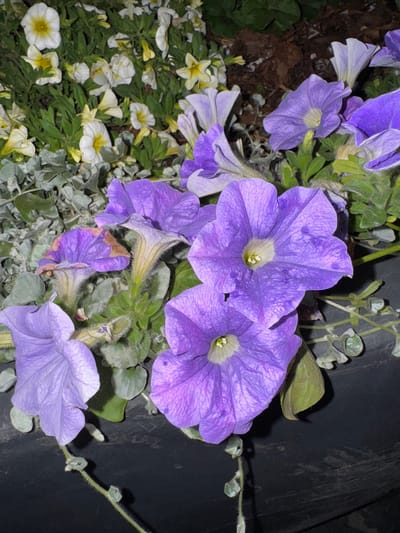 The image shows a close-up view of several blooming petunias with vibrant purple petals and pale yellow centers. Some of the flowers are fully open, while others are in various stages of blooming or wilting. The petals are soft and delicate, with visible veins. The centers of the flowers reveal their stamen and pistil. The plants are surrounded by green foliage and some smaller, silvery-green leaves from another plant. The background is dark, suggesting it might be evening or the plants are in shadow, possibly in a planter or garden bed. There are no people or animals visible in the image, and no discernible location in Saint Petersburg, Russia is provided.