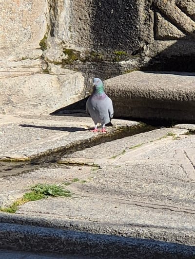 A single rock dove (pigeon), predominantly grey with iridescent green and purple neck plumage, stands on light-colored stone paving in Piedrahíta, Spain. The bird's feet are pinkish-red, and it faces slightly to the viewer's left. In the background, large, rough-hewn stone blocks with dark stains and green moss growth are visible. The ground consists of uneven stone slabs with cracks containing small clumps of green grass. A thin, wet line or stream of water is present across the paving, flowing from the left. A darker stone step or border is in the immediate foreground. Strong shadows indicate direct sunlight from the left.