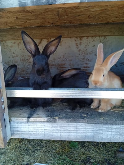 Four rabbits are nestled inside a wooden hutch. Two of the rabbits are black, and one is light brown. The rabbits are sitting on a gray surface, possibly a floor or tray, within the hutch. The hutch appears to be made of rough wood, with some visible plywood and metal detailing. Outside the hutch, dry grass is visible, suggesting an outdoor setting. The lighting appears natural, indicating it might be daytime. The rabbits seem calm and relaxed in their enclosure. There is no visible text in the image.