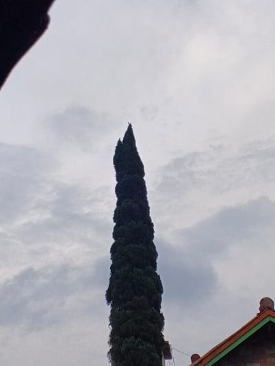 A vertical composition captured in Kyauk Hsoke, Myanmar, displays a tall, slender, dark green columnar coniferous tree extending through the central portion of the frame against an overcast sky. A small, white bird is perched precisely on the uppermost tip of the tree. The sky is filled with stratified grey clouds. A dark, curved obstruction partially frames the top-left corner. In the lower right quadrant, the upper section of a building is visible, characterized by a terracotta-tiled roof featuring a bright green trim along its eaves. A white utility cable is visible, extending horizontally from near the tree towards the building structure.