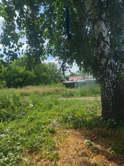 A birch tree with distinctive white and black bark stands in the foreground on the right side of the image, partially obscuring a view of a rural landscape. The tree's branches, laden with green leaves, cast shadows over the scene. Beyond the tree, a patch of dry, light-brown grass is visible in the foreground, transitioning into lush green vegetation. In the middle ground, there is a dirt road and a collection of low-lying buildings with red and grey roofs, appearing to be a small settlement or farmstead. The background consists of dense green trees. The sky above is blue with scattered white clouds, indicating a daytime setting. The location is identified as the city of Pervomaisky, Russia. There are no people or animals visible in the image, and no discernable actions or interactions are taking place. The overall environment appears to be a natural setting with human habitation.