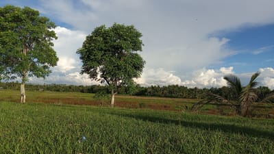 This media file depicts a serene rural landscape in Cotbadatunong, Indonesia. The scene is dominated by lush green grasses in the foreground, which give way to a field with patches of dry, reddish-brown vegetation in the middle ground. Two prominent trees stand in the left and center of the image, their branches laden with vibrant green leaves. Further in the background, a dense forest of palm trees stretches across the horizon, with rolling hills and distant structures suggesting a small settlement.
The sky is a striking blend of bright blue and dramatic white clouds, indicating a partly cloudy day. Sunlight casts distinct shadows on the grass, suggesting it is either late morning or mid-afternoon. A tiny dark speck, possibly a bird, is visible in the upper portion of the sky. A lone palm frond arches over the right side of the frame, adding to the tropical feel of the location.
No people are visible in the scene, and the primary objects are the trees, the field, and the distant vegetation. The overall impression is one of natural beauty and tranquility, with a sense of open space and a peaceful, rural atmosphere. There is no visible text in the image.