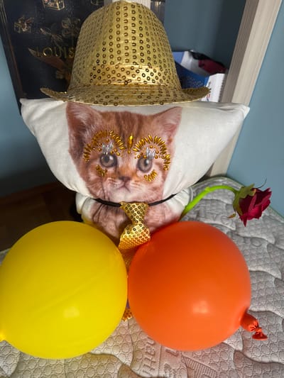 The scene depicts a decorative arrangement of objects indoors, in the city of Baiachevo, Bulgaria. In the foreground, a yellow and an orange inflated balloon rest on a light-colored quilted surface. Directly behind these, a white pillow or stuffed figure featuring a printed image of a kitten's face is centrally positioned. The kitten's eyes are embellished with gold and silver-toned adhesive rhinestones arranged to form decorative eyelashes. A golden sequined hat is placed atop the figure, and a matching golden sequined bow tie is fastened around its neck, visible over a black cord. To the right of the figure, an artificial red rose with a green stem is present. The background includes a dark book with gold lettering on the upper left, a light blue wall, and a light-colored wooden structure on the upper right. A white and blue object is partially visible behind the figure on the right. No individuals are present.