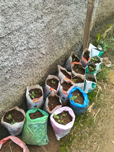 The image displays an outdoor scene in ឃុំ ផាត់សណ្ដាយ, Cambodia, focusing on a collection of approximately 20-25 small plants, identified as seedlings, cultivated in individual repurposed bags. These bags, filled with dark soil, are arranged in multiple rows along the base of a textured, light gray concrete or stucco wall that occupies the left and upper-left portions of the frame. The containers consist of various materials, including white woven polypropylene sacks, some with visible faded text and logos, and solid-colored plastic bags in hues of green, blue, and pink. Each bag contains one or more small green plants with several visible leaves.
To the right of the bag arrangement and in the lower-right foreground, the ground is composed of damp, dark soil interspersed with patches of green moss and sparse, dry vegetative growth. A vertical, weathered wooden post is positioned against the wall on the right side, extending from mid-frame upwards. No human figures or animals are present in the scene. The area is illuminated by natural light, casting soft shadows.