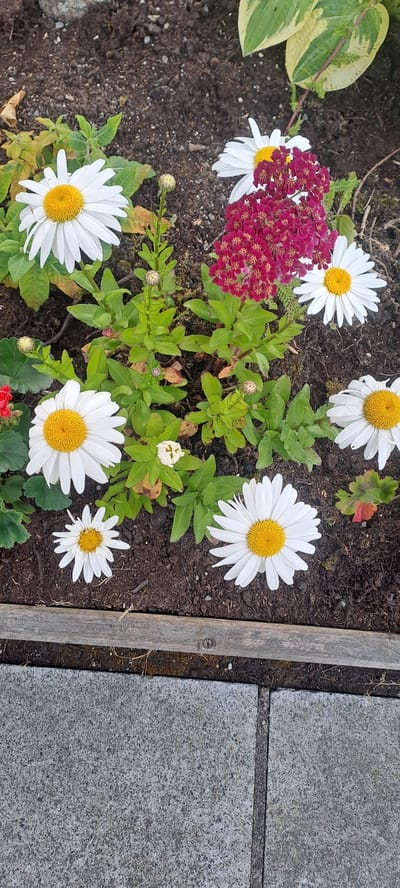The image displays a close-up view of a garden bed with several daisy flowers in bloom, interspersed with dark soil and green foliage. A cluster of small, dark pink flowers is visible towards the center of the frame. The garden bed is bordered by a weathered wooden plank at the bottom, with a section of grey paving stones in the foreground. The scene appears to be outdoors, likely in a residential or public garden setting. There are no people or animals visible in the image. The lighting suggests it is daytime.