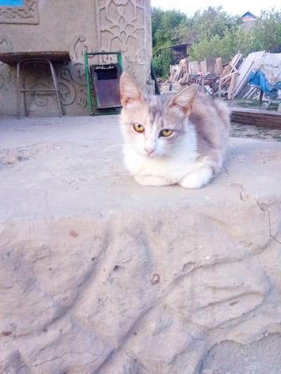 A domestic cat, predominantly white with grey markings on its head and back, is resting on a textured, light-colored surface. The cat has bright yellow eyes and is facing towards the camera. In the background, there is a rough-textured wall with decorative patterns. To the left of the wall, a metal stool with a wooden seat is visible. Next to the stool is a green metal frame holding a purple trash receptacle. Further in the background, trees, wooden planks, and a blue tarp are scattered, suggesting an outdoor or possibly a construction site environment. The overall scene appears to be in a rural or semi-urban setting, potentially within the city of Leușeni, Moldova.