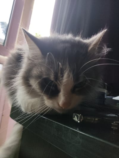 A fluffy cat with gray and white fur is resting on a dark surface, possibly a piece of luggage. The cat's eyes are closed, and its head is tilted down, giving it a relaxed or sleepy appearance. Its whiskers are long and spread out. The background is blurred, but hints of a window with bright light suggest it's daytime. The overall mood is peaceful and domestic. The location context provided is Massandrovsky village council, Ukraine, but there are no specific visual cues within the image to confirm this location. No text is visible in the image.
