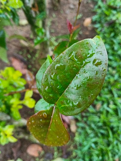 This image, captured in Banteay Srei, Cambodia, depicts a close-up, top-down view of wet green foliage. The central focus is a cluster of leaves from a plant, with the most prominent leaf positioned centrally, displaying a vibrant dark green hue. This leaf is heavily beaded with numerous clear water droplets of varying sizes, indicating recent precipitation or dew. Below it, a slightly smaller, more curled leaf with green and reddish-brown tones is visible, also bearing some water droplets. In the background, out of focus, other blurred green foliage and reddish new shoots are discernable, along with patches of textured green ground cover and hints of soil. No human figures or man-made structures are present in the scene. The lighting is soft and diffused, highlighting the wet surface of the leaves.