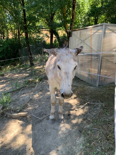 In an outdoor enclosure in Castiglione d'Orcia, Italy, a light-colored donkey stands facing the camera. The donkey is in the center of the frame, with its head and upper body most prominent. Its ears are long and pointed, and its eyes are dark. The donkey's coat appears dusty and somewhat matted, with some darker patches on its ears and neck. The ground is uneven, composed of dirt and scattered small rocks, with some dry grass and exposed roots. Behind the donkey, a wire fence is visible, and further back, a clear plastic structure, possibly a greenhouse or shelter, stands under a canopy of green trees. The lighting suggests a sunny day, with shadows cast on the ground.