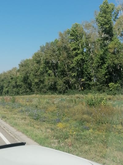 The image depicts a roadside view in Severnoe, Kazakhstan. A clear blue sky dominates the upper portion of the frame. A dense line of deciduous trees, mostly green with some autumnal yellow hues, forms a barrier along the horizon. The trees vary in height and thickness, with some appearing quite tall and mature. In the foreground, a grassy embankment is covered with a mix of green grass and wildflowers. Small purple, yellow, and white flowers are scattered throughout the vegetation. A paved road with a white line marking is visible on the left side of the image, with the edge of a white vehicle in the lower foreground, suggesting the photo was taken from inside a car. The environment appears to be rural or semi-rural, with a focus on natural landscape.