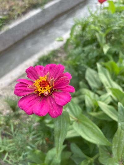 A close-up, eye-level shot focuses on a bright pink zinnia flower with yellow and orange stamens. A small, light-brown beetle is visible on the flower's center. The flower is surrounded by vibrant green foliage. In the blurred background, a concrete curb or pathway runs diagonally from the upper left to the lower right of the frame. The overall setting appears to be a garden or park within the city of Ак-Сай, Kyrgyzstan.