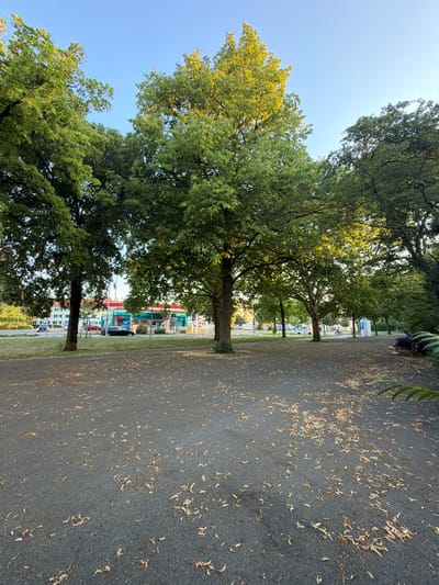 The image depicts a park area in Singen (Hohentwiel), Germany, with a clear blue sky overhead. Several large trees with lush green foliage dominate the scene, with sunlight filtering through the leaves, particularly on the central tree which is illuminated with golden light. The ground in the foreground is a dark asphalt surface, sparsely covered with fallen, dried leaves. In the midground, a street is visible with a few cars and a petrol station with bright signage. Further in the background, apartment buildings can be seen. On the right side of the image, a person is seated on a park bench, facing away from the camera, with a dark jacket draped over their lap. A few bicycles are also visible in the midground, suggesting recreational activity. The overall impression is that of a late afternoon or early evening in a semi-urban park.