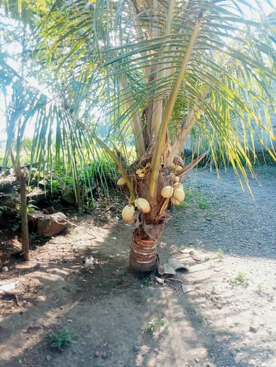 This image depicts an outdoor scene featuring a young coconut palm tree laden with coconuts. The tree is situated in what appears to be a rural or semi-rural environment, possibly a backyard or a small plot of land. The ground is a mix of soil and gravel, with some scattered rocks and sparse vegetation. Sunlight filters through the palm fronds, creating dappled shadows on the ground. In the background, there is a wall made of light-colored bricks. The scene is consistent with a location in Genteng, Indonesia, where coconut palms are common. There are no people or animals visible in the image. The overall impression is one of a tropical, rustic setting.