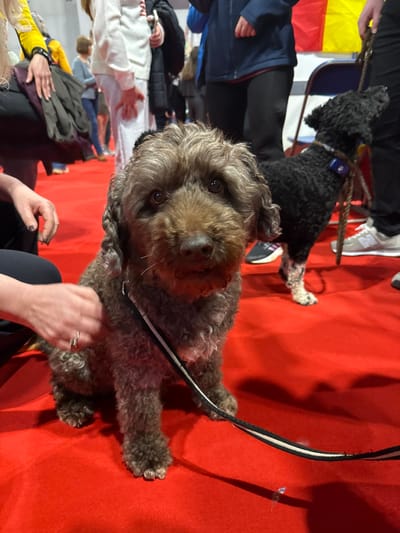 An indoor scene on a bright red carpet features two dogs and several individuals. In the foreground, a medium-sized, dark brown, curly-haired dog sits, looking directly at the viewer. It wears a dark collar with a black and white striped leash extending onto the carpet. A person's hand, with dark nail polish and a ring, is visible petting the dog's left side. A second person's leg in dark trousers is partially visible to the left. In the mid-ground to the right, a smaller black curly-haired dog, with white markings on its front paws, stands facing right and slightly upwards. It wears a blue collar with a tag and is attached to a thick rope leash held by an unseen person wearing dark trousers and grey New Balance sneakers. In the background, blurred figures of numerous people are present. A white-framed blue folding chair and a flag with horizontal red, yellow, and black stripes (consistent with Belgium or Germany) are partially visible. The environment suggests a large-scale public event or exhibition, likely a dog show. This event takes place within the Metropolitan Borough of Solihull, United Kingdom, specifically at a venue such as the National Exhibition Centre (NEC).