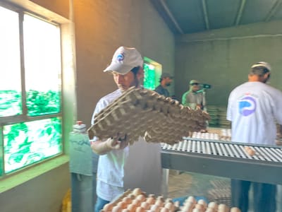 The scene is an indoor egg processing facility located in Shuyene Vosta, Afghanistan. A bearded male in a white short-sleeved shirt and a white baseball cap with a blue and white logo is centrally positioned, holding a stack of empty cardboard egg flats. To his right, a grey conveyor belt system transports numerous light-brown eggs. Another male, seen from behind, wears a matching white shirt with the same logo and a white cap, and stands near the conveyor. In the background, two other individuals are present; one is operating a camera mounted on a tripod. A large, multi-paned window on the left side of the room provides bright illumination, revealing blurred green elements outside. The interior walls are unadorned and appear to be light grey or concrete. A piece of machinery with a red button is visible near the window.