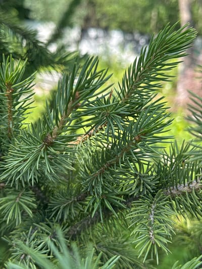 A close-up, outdoor, medium shot captures a branch of a conifer tree with sharp, green needles. The background is blurred, showing hints of green foliage and possibly water, suggesting a natural setting. The image does not depict any people or specific man-made structures and therefore cannot be placed in Koklaisai, Kazakhstan.