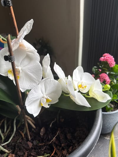 An indoor close-up image shows a white orchid plant in a dark grey pot. The orchid has multiple white blooms with yellow centers. The plant is supported by a thin wooden stake. In the background, a small potted plant with pink flowers is visible, along with a dark, textured surface that appears to be a window blind. The scene is set indoors, but the specific location within the city of Preston, United Kingdom cannot be determined from the image.